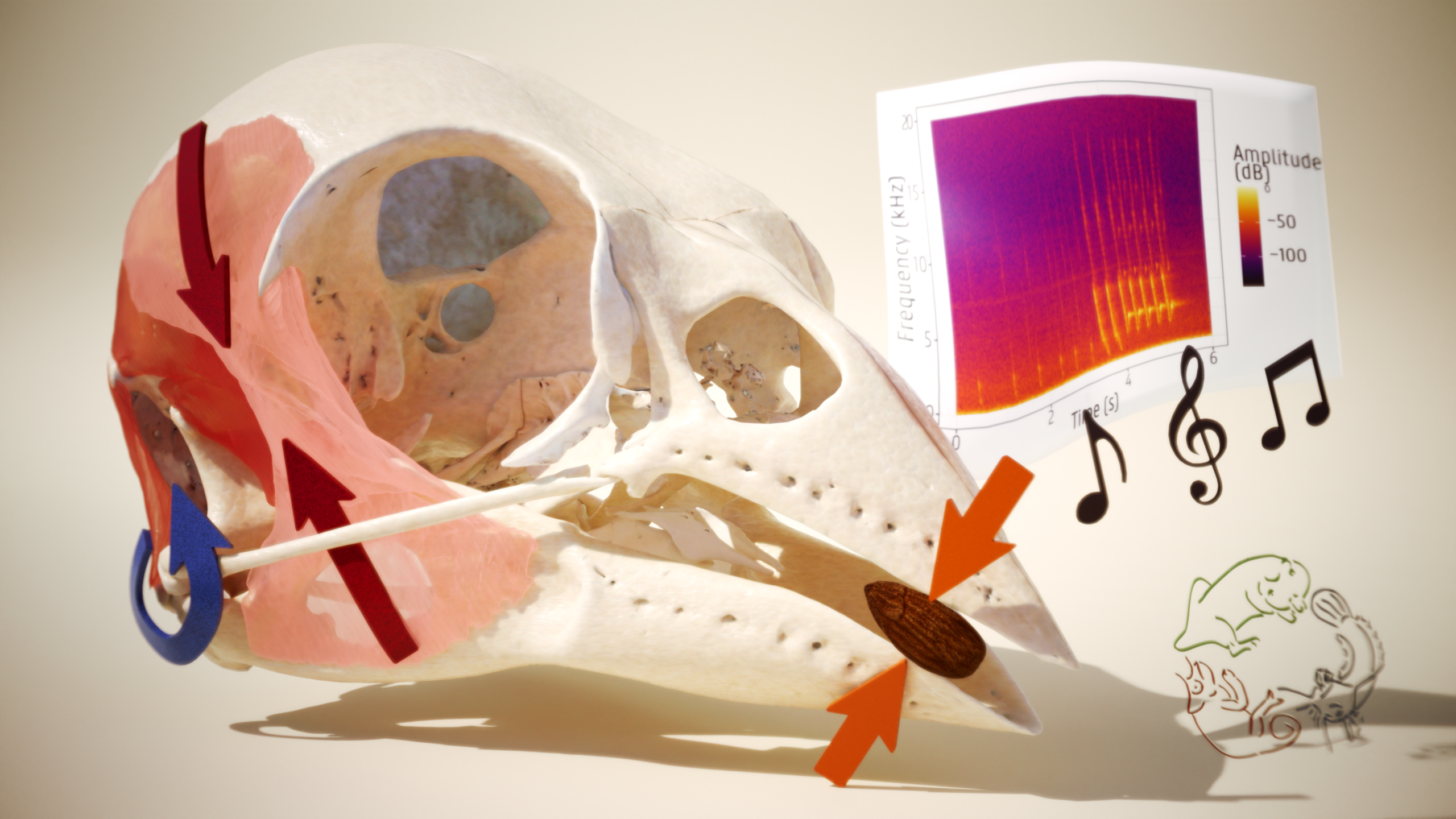 Fluid Biomechanics